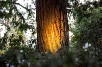 Leah Marie Studio - Autumn Lights Festival-15