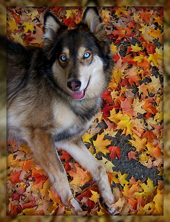 ISIS fall leaves