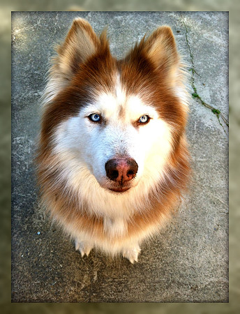 rufio photo