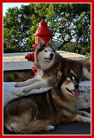 hydrant photo