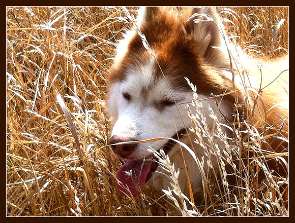 tall grass photo