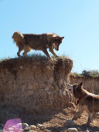 Doggies