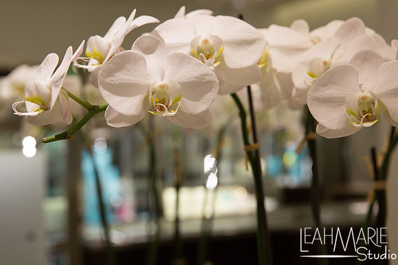 Leah-Marie-Studio-Tiffany's (30 of 212)